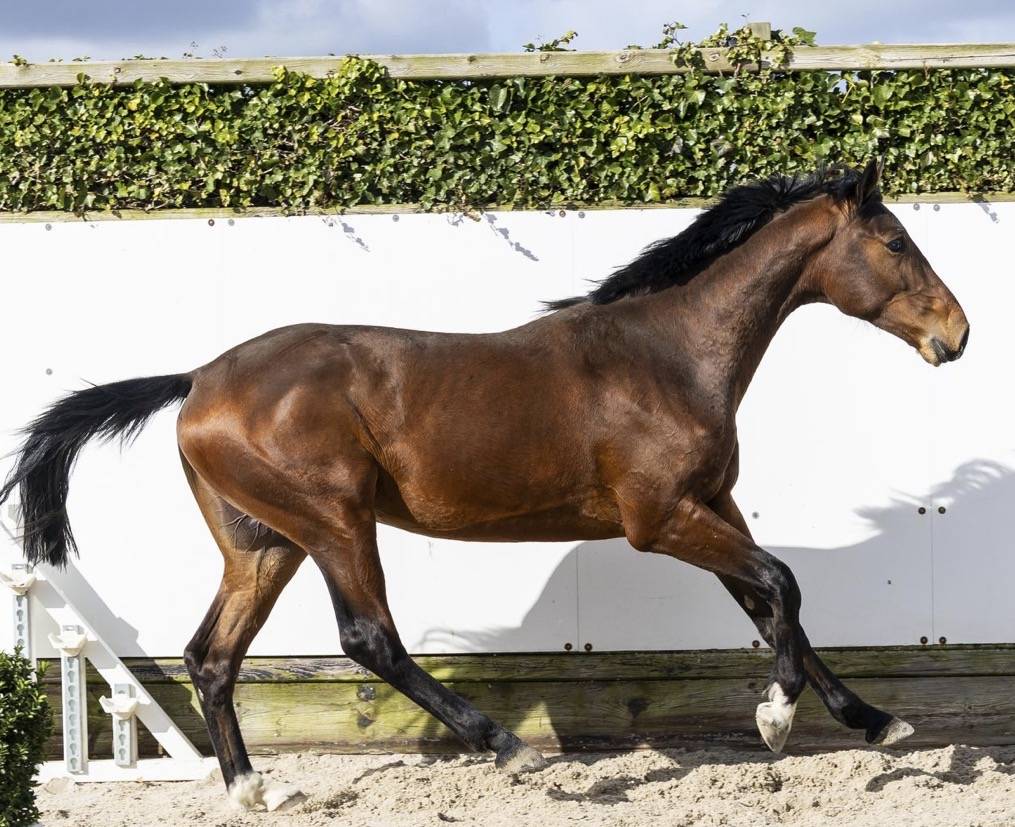 Intero BWP Cavallo da Sangue Belgio In vendita 2024 Baio ,  &Eacute;quitron Naxcel V
