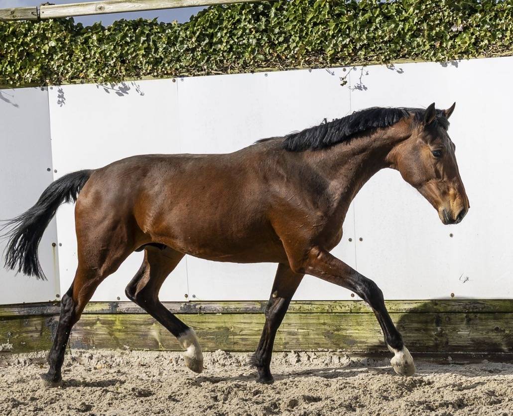 Intero BWP Cavallo da Sangue Belgio In vendita 2024 Baio ,  &Eacute;quitron Naxcel V