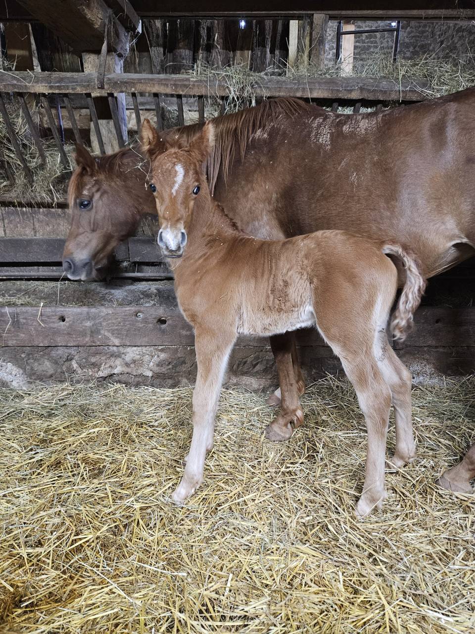 Puledro Purosangue Arabo In vendita 2026 Sauro ,  A F MANJAROH 