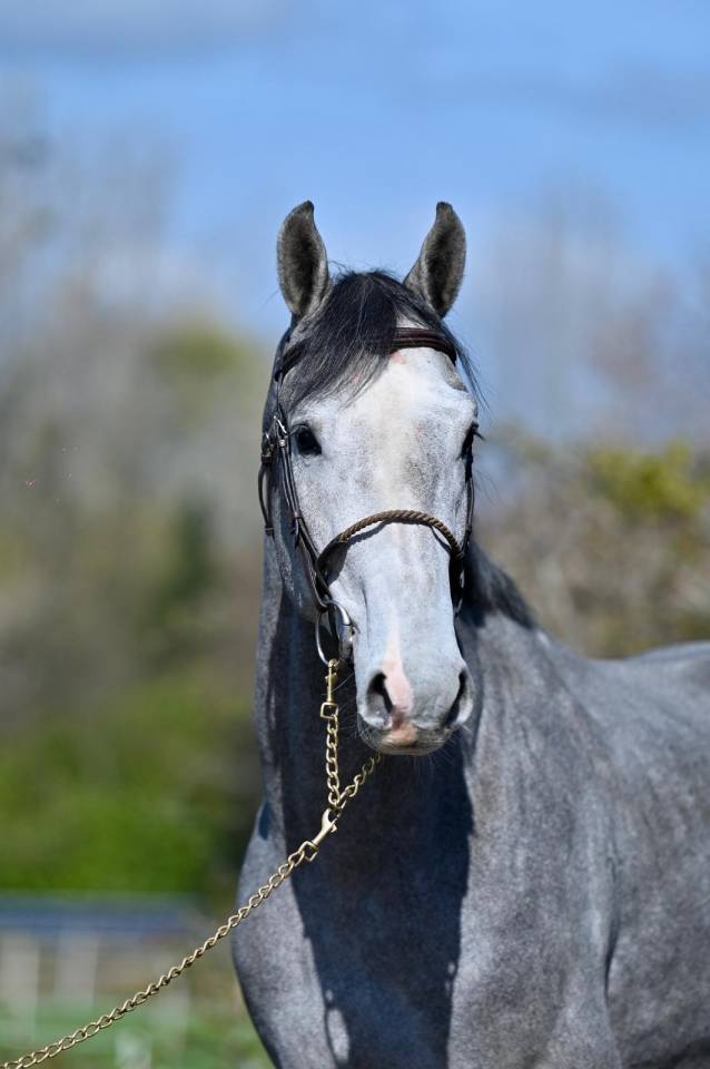 Intero KWPN Cavallo da Sport Neerlandese In vendita 2023 Grigio ,  Dallas vdl