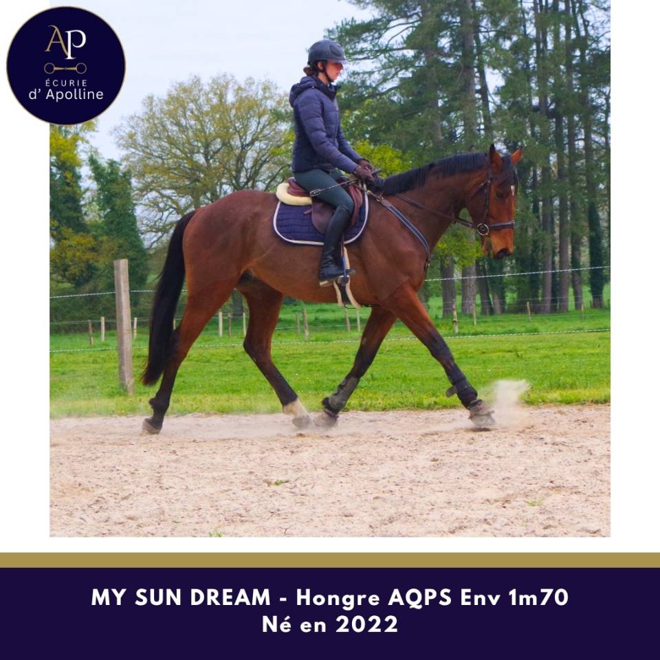 Castrone AQPS In vendita 2022 Baio