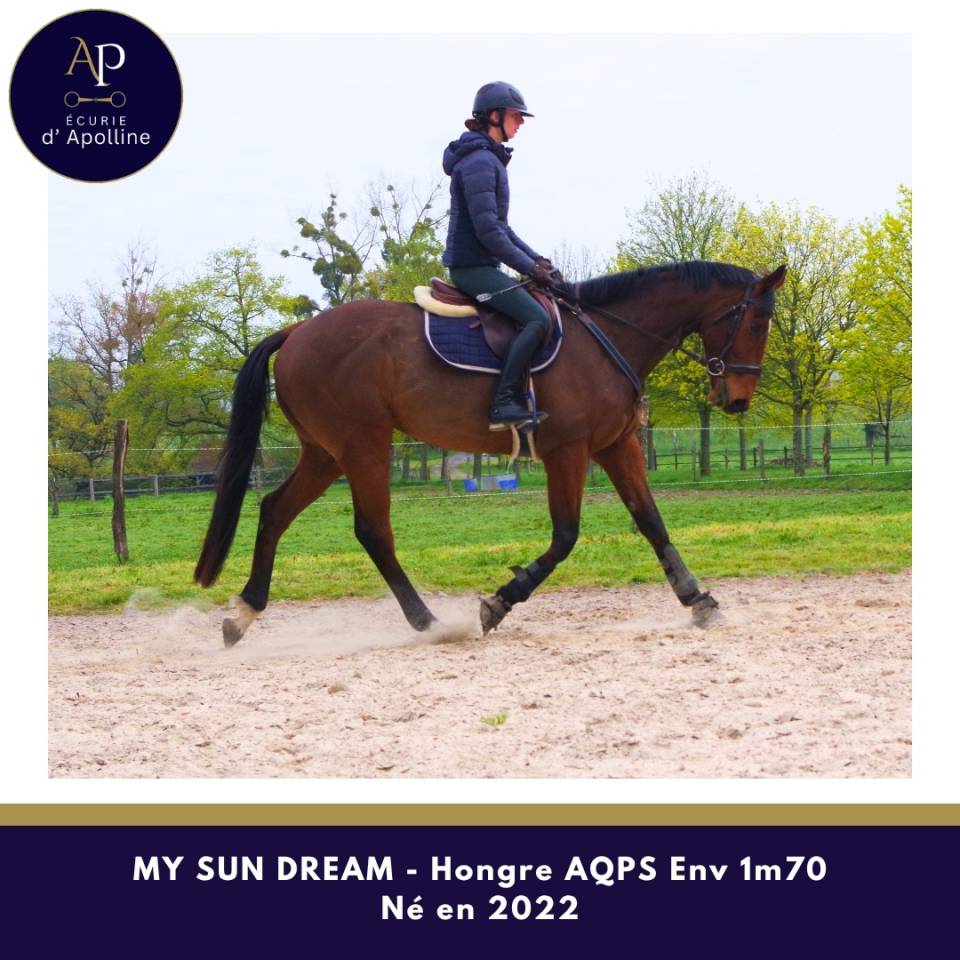 Castrone AQPS In vendita 2022 Baio