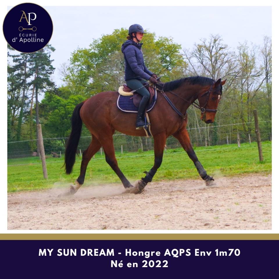 Castrone AQPS In vendita 2022 Baio