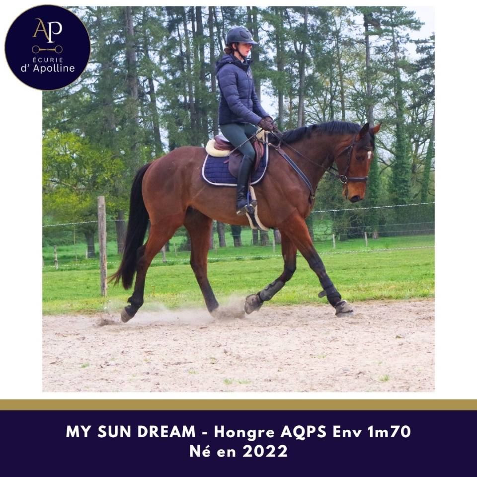 Castrone AQPS In vendita 2022 Baio