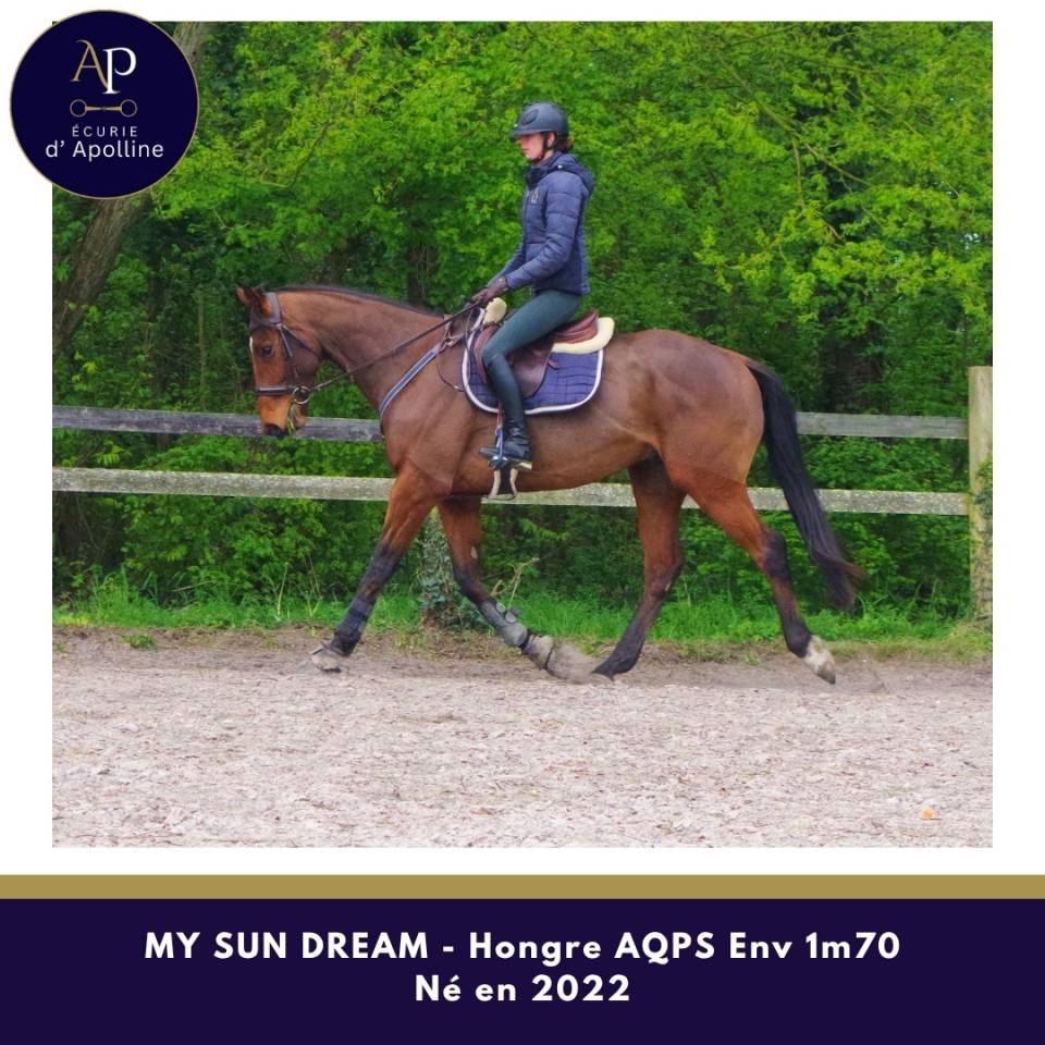 Castrone AQPS In vendita 2022 Baio