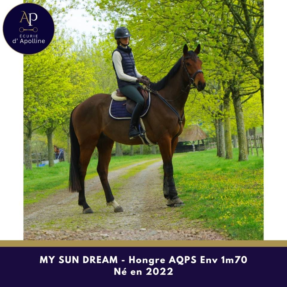 Castrone AQPS In vendita 2022 Baio