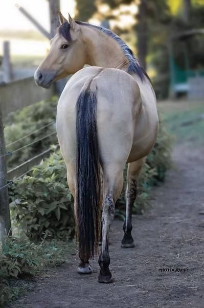 Spooks Whiz Crome 86 - Quarter Horse 2022 ,  BLACKBURNS SMOKN ICE