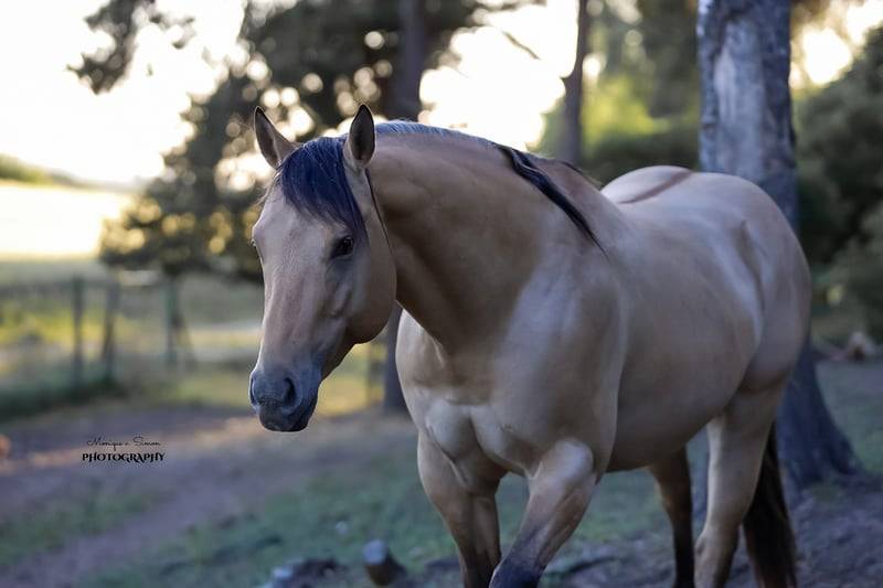 Spooks Whiz Crome 86 - Quarter Horse 2022 ,  BLACKBURNS SMOKN ICE