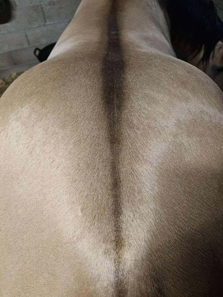 Spooks Whiz Crome 86 - Quarter Horse 2022 ,  BLACKBURNS SMOKN ICE