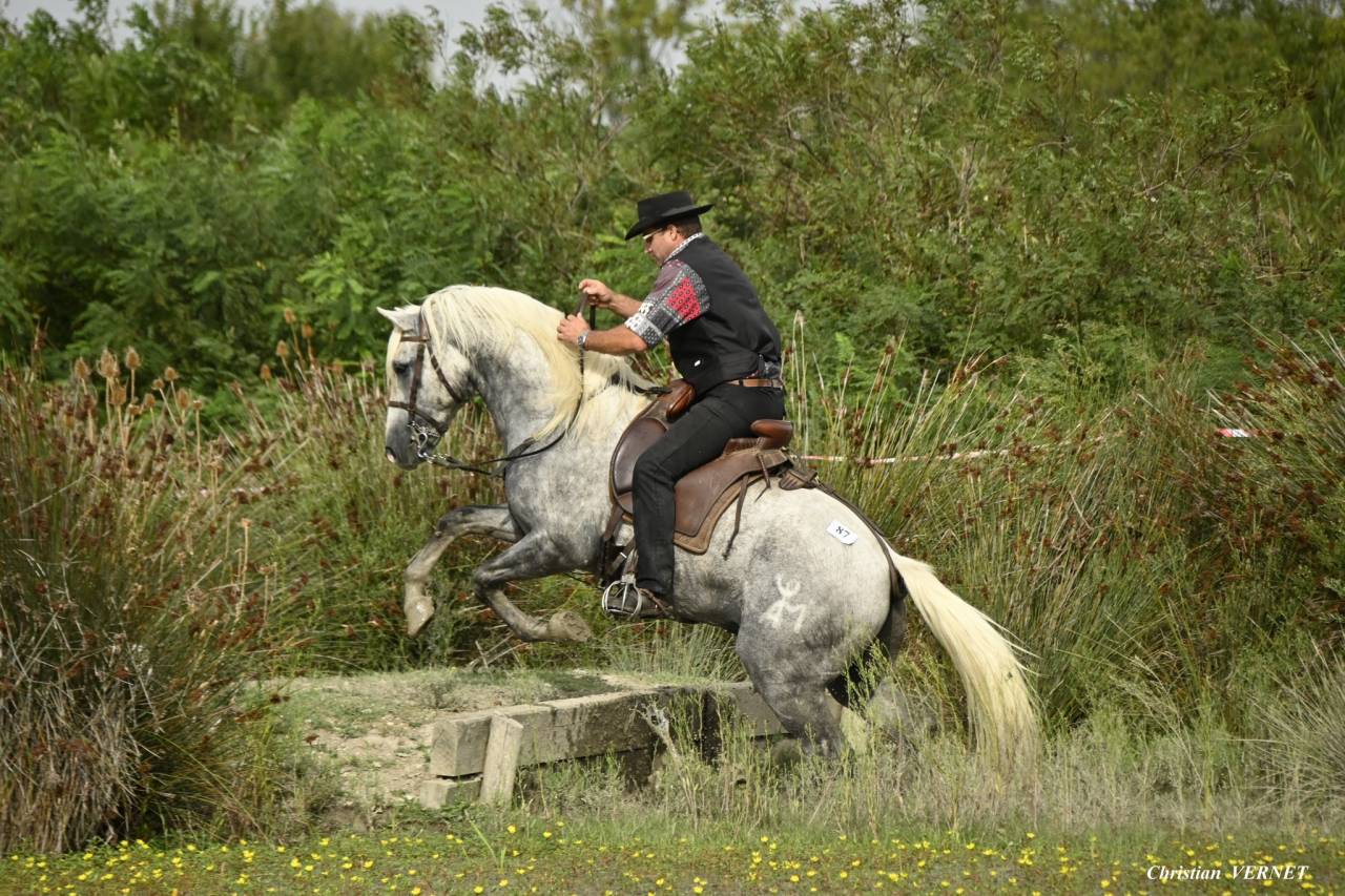 Jackpot de L'Estelle - Camargue 2019 ,  TRITON DU CLAUD