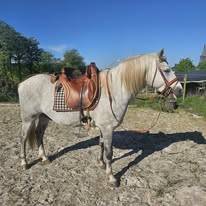 Jackpot de L'Estelle - Camargue 2019 ,  TRITON DU CLAUD