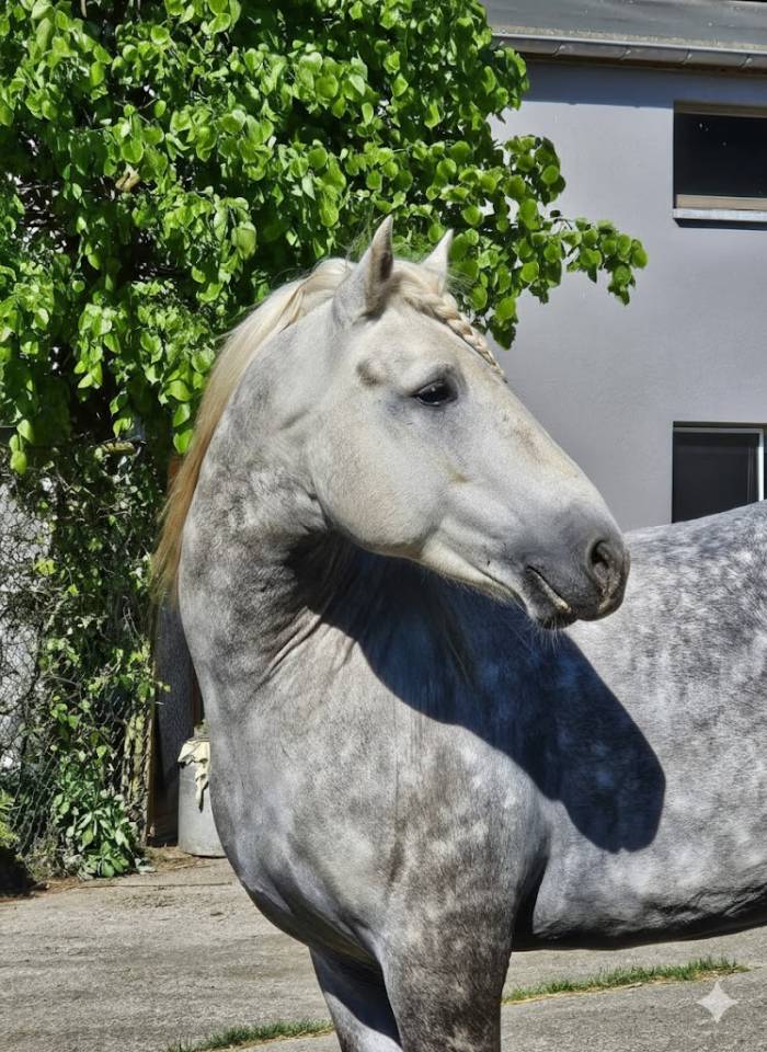 Jackpot de L'Estelle - Camargue 2019 ,  TRITON DU CLAUD