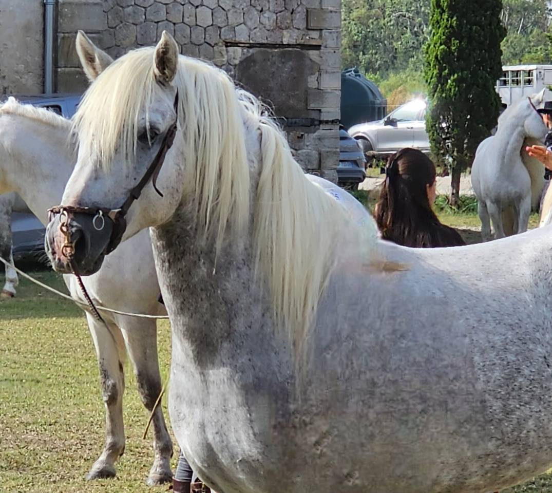 Jackpot de L'Estelle - Camargue 2019 ,  TRITON DU CLAUD