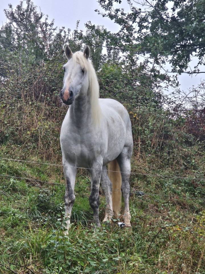 Jackpot de L'Estelle - Camargue 2019 ,  TRITON DU CLAUD