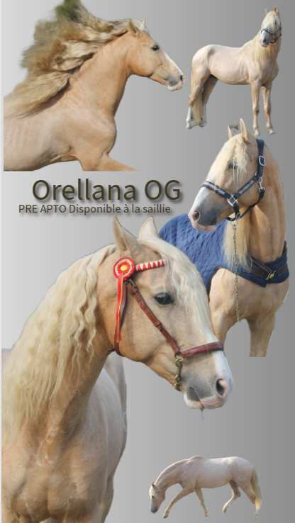 Orellana OG - PRE Andaluso 2019 ,  JOVIAL BB