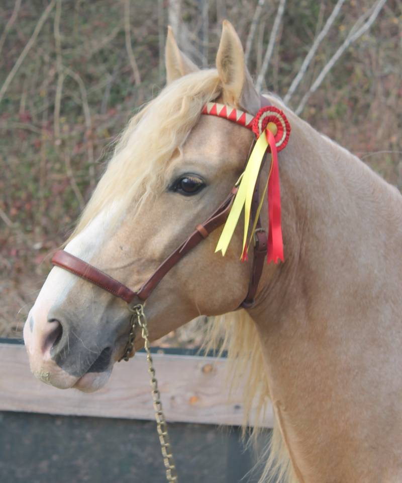 Orellana OG - PRE Andaluso 2019 ,  JOVIAL BB