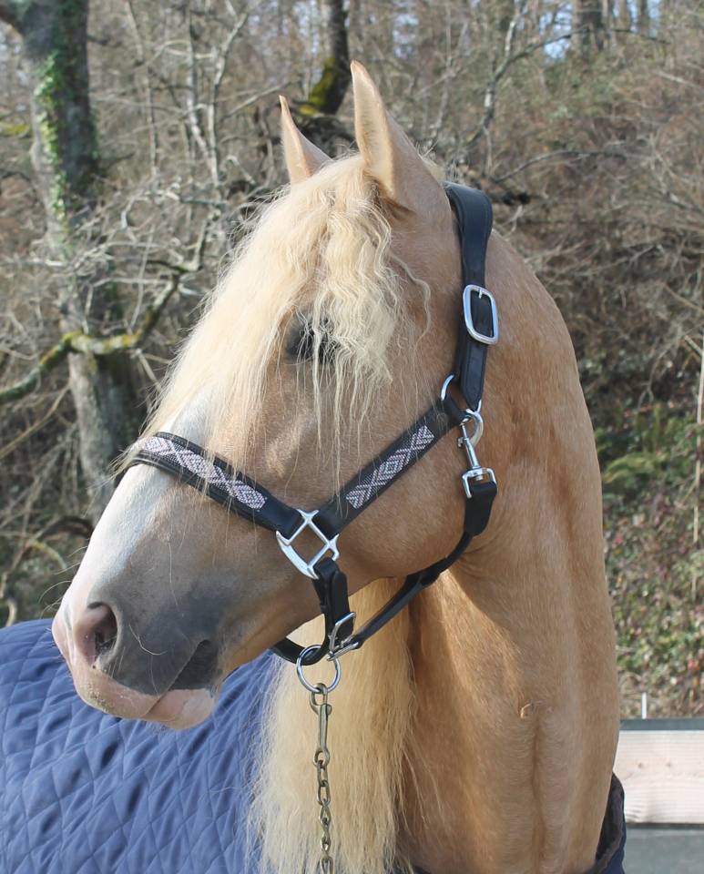 Orellana OG - PRE Andaluso 2019 ,  JOVIAL BB