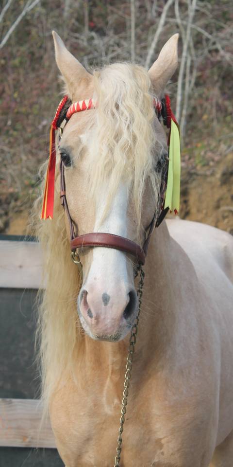 Orellana OG - PRE Andaluso 2019 ,  JOVIAL BB