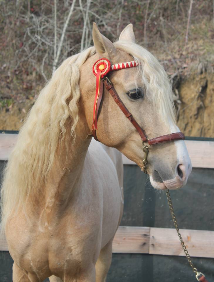 Orellana OG - PRE Andaluso 2019 ,  JOVIAL BB