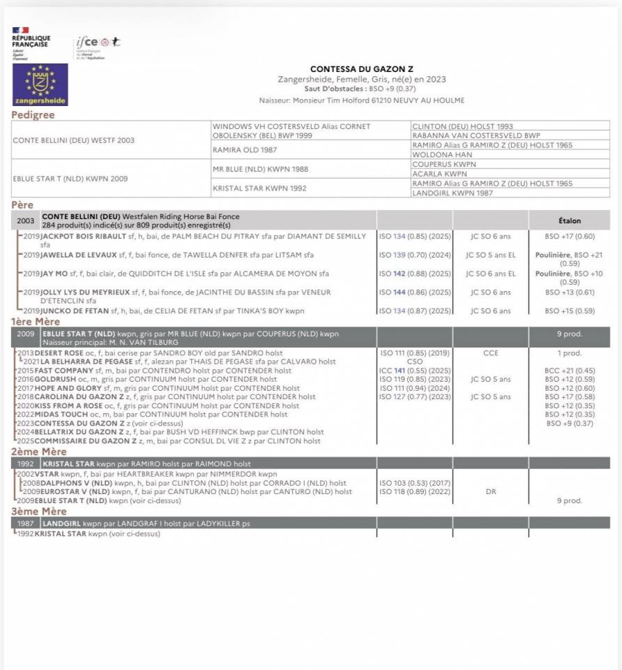 Cavalla Zangersheide In vendita 2023 Grigio ,  Conte Bellini