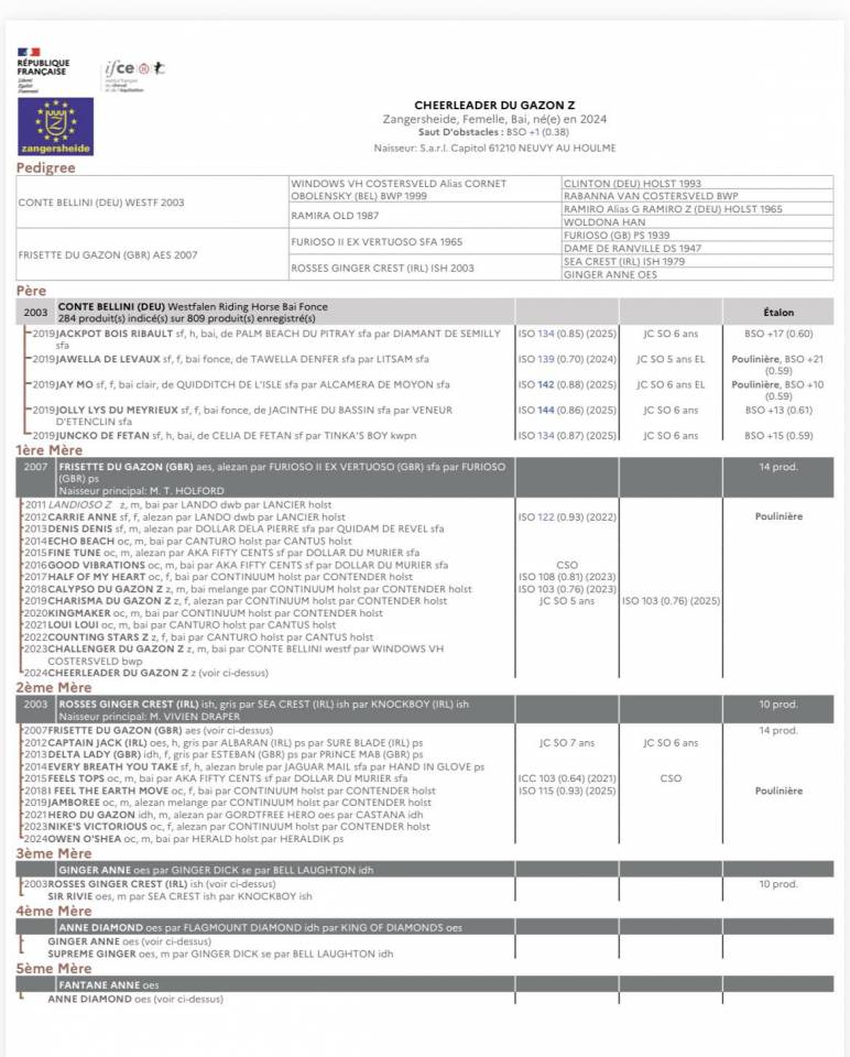 Cavalla Zangersheide In vendita 2024 Baio ,  Conte Bellini