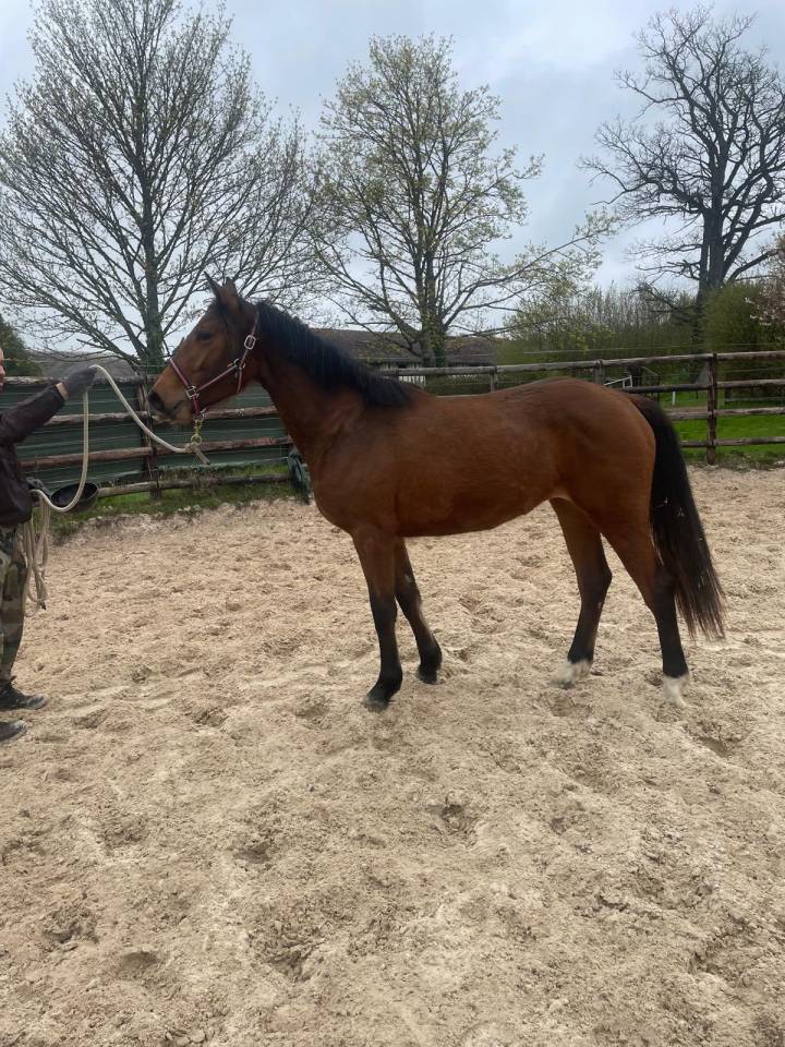 Cavalla Zangersheide In vendita 2024 Baio ,  Conte Bellini