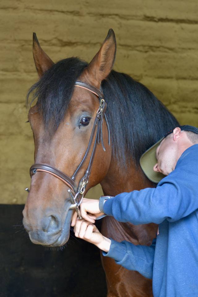 Castrone PRE Andaluso In vendita 2021 Baio ,  Lucero