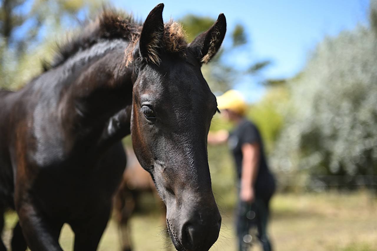 Intero Frisone In vendita 2025 Nero ,  MAURUS 441