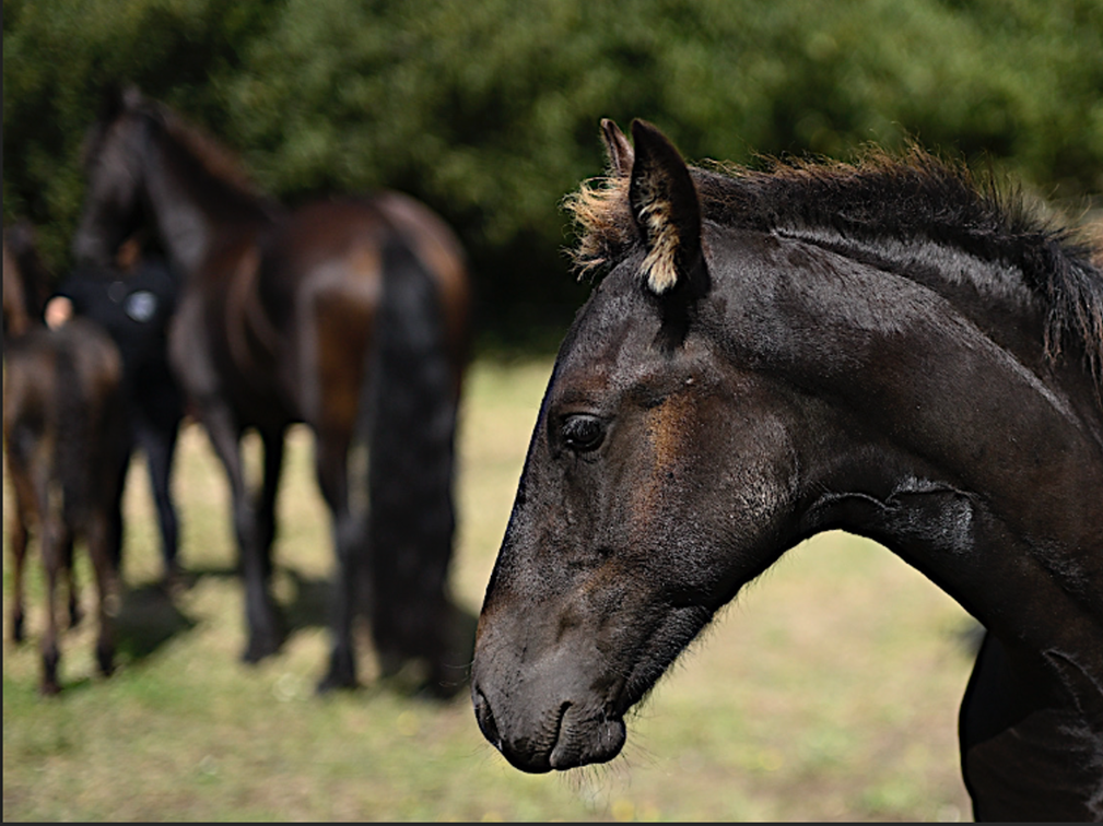 Intero Frisone In vendita 2025 Nero ,  MAURUS 441