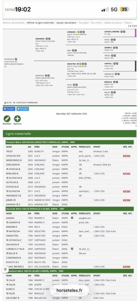 Cavalla Zangersheide In vendita 2024 Sauro