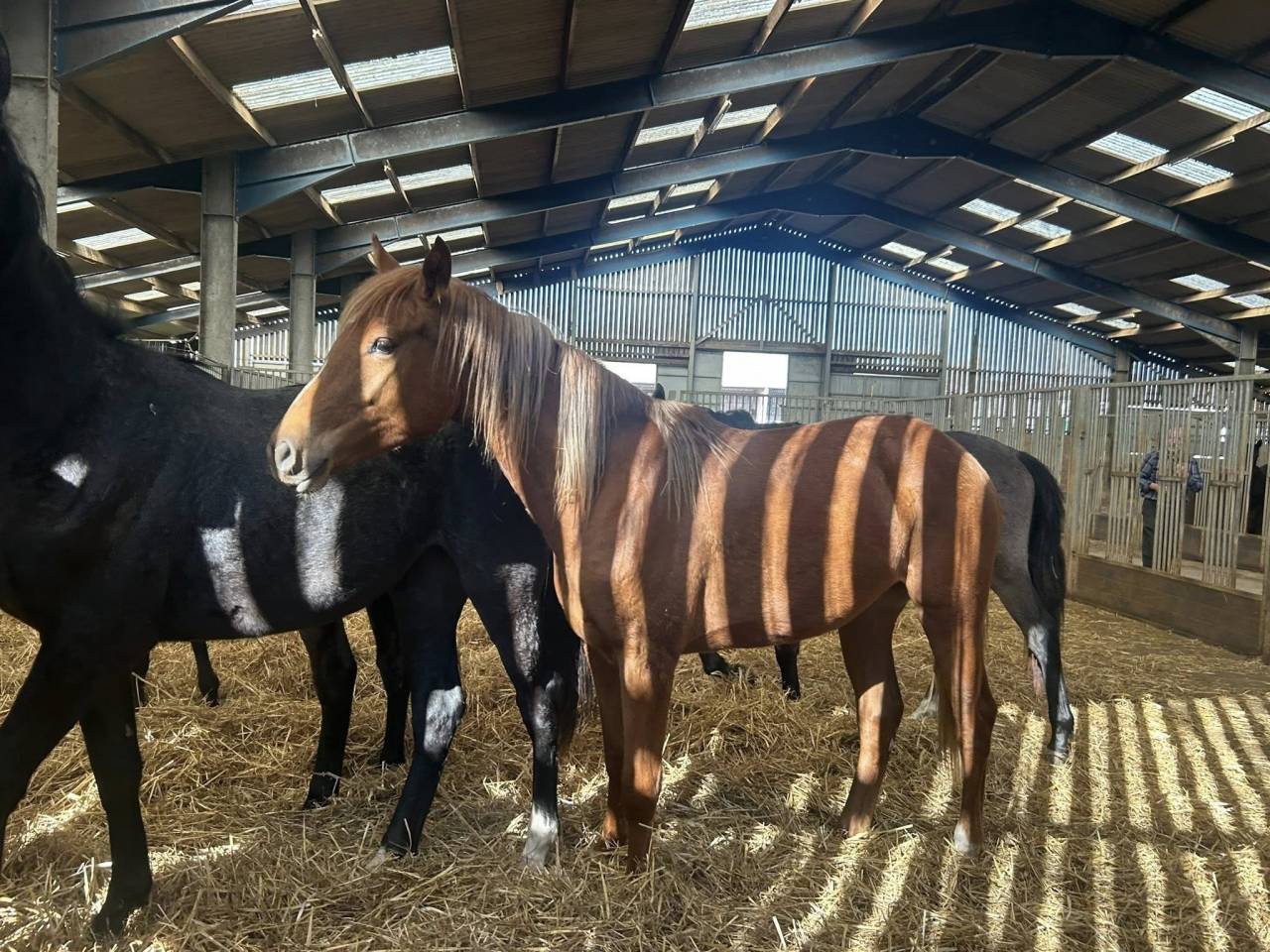 Cavalla Zangersheide In vendita 2024 Sauro