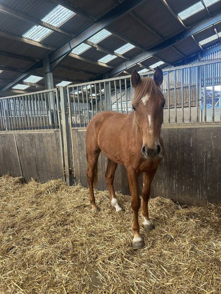 Cavalla Zangersheide In vendita 2024 Sauro