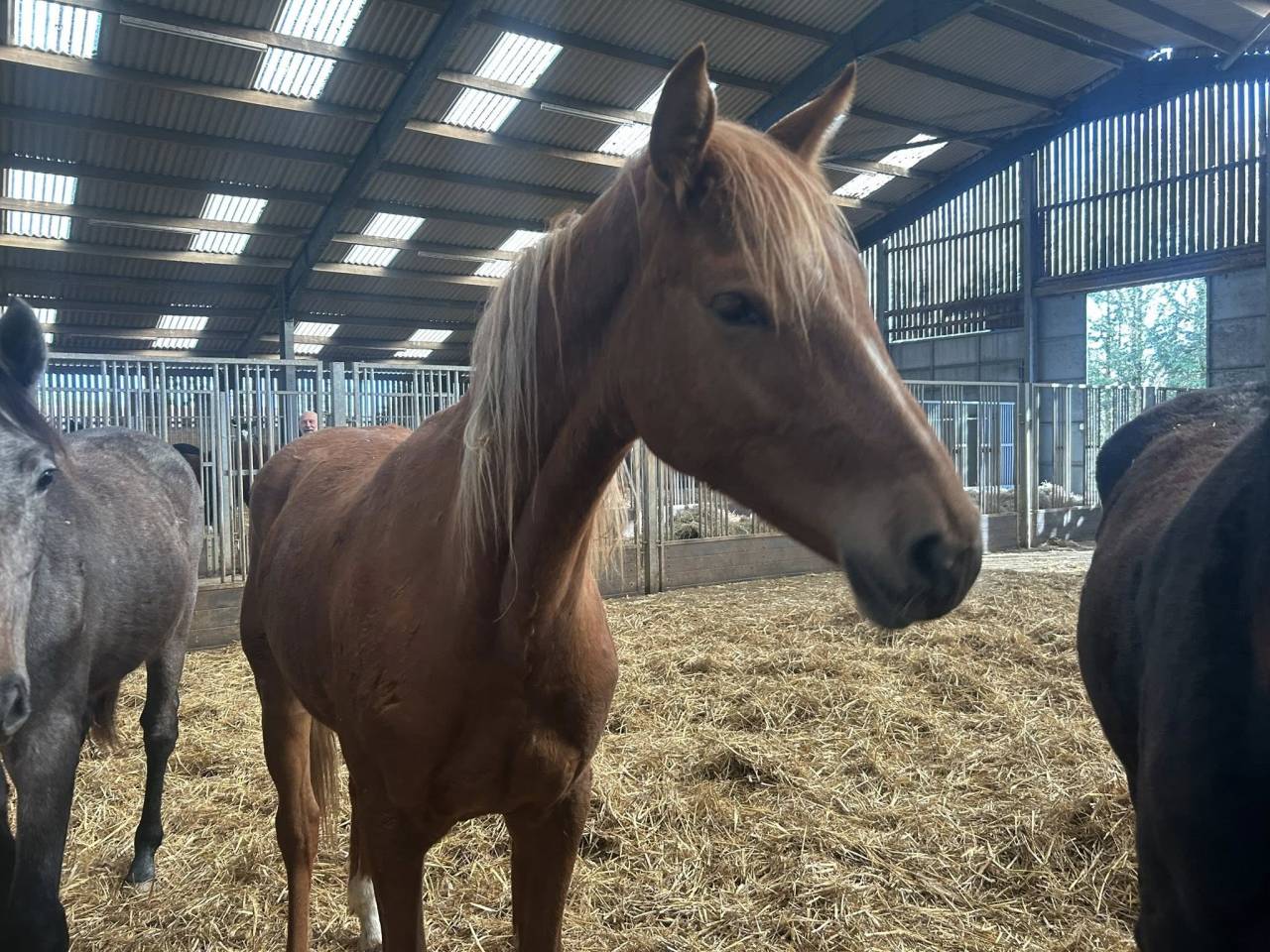 Cavalla Zangersheide In vendita 2024 Sauro