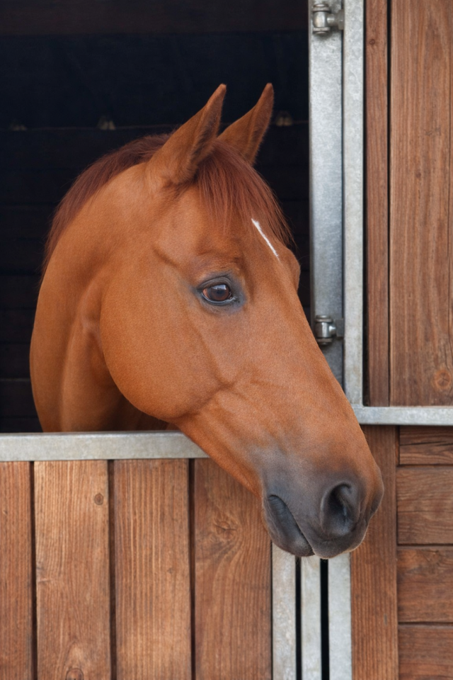 Castrone Zangersheide In vendita 2016 Sauro