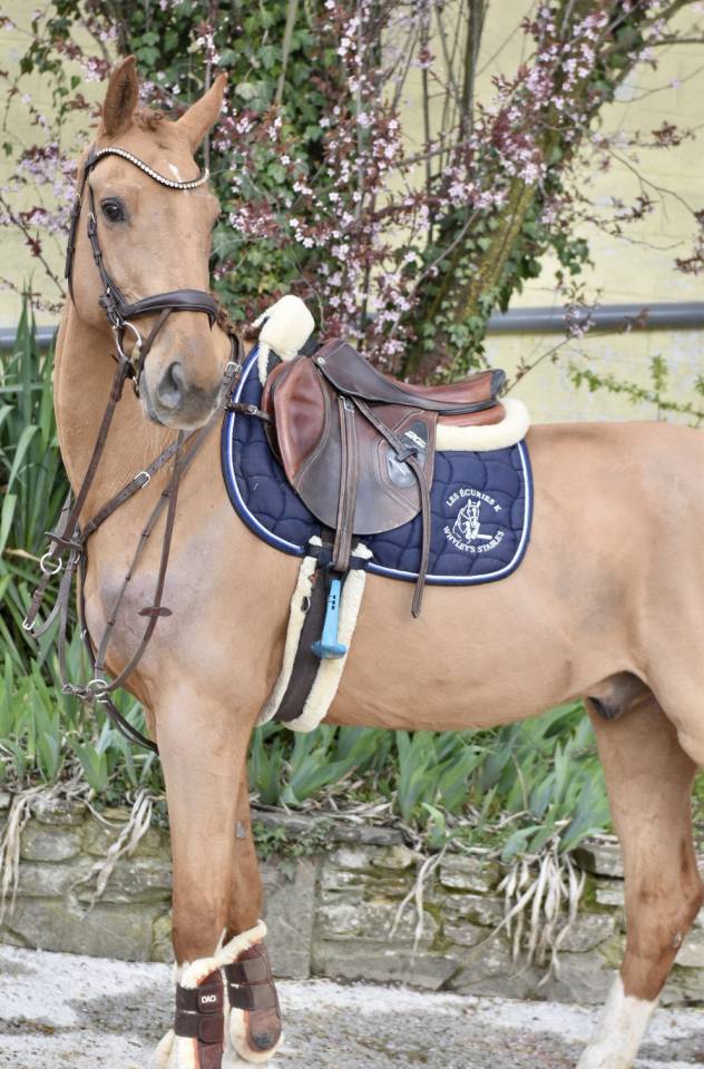 Castrone Zangersheide In vendita 2016 Sauro