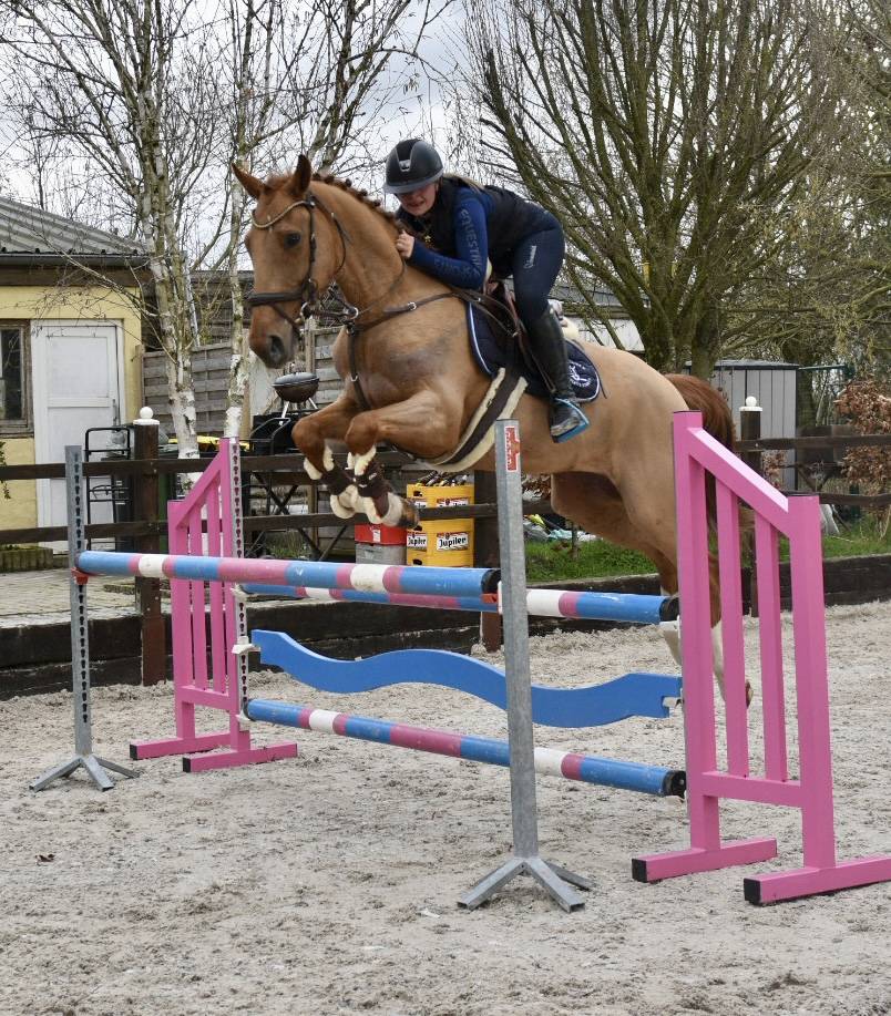 Castrone Zangersheide In vendita 2016 Sauro