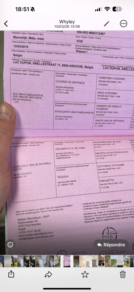 Castrone Zangersheide In vendita 2016 Sauro