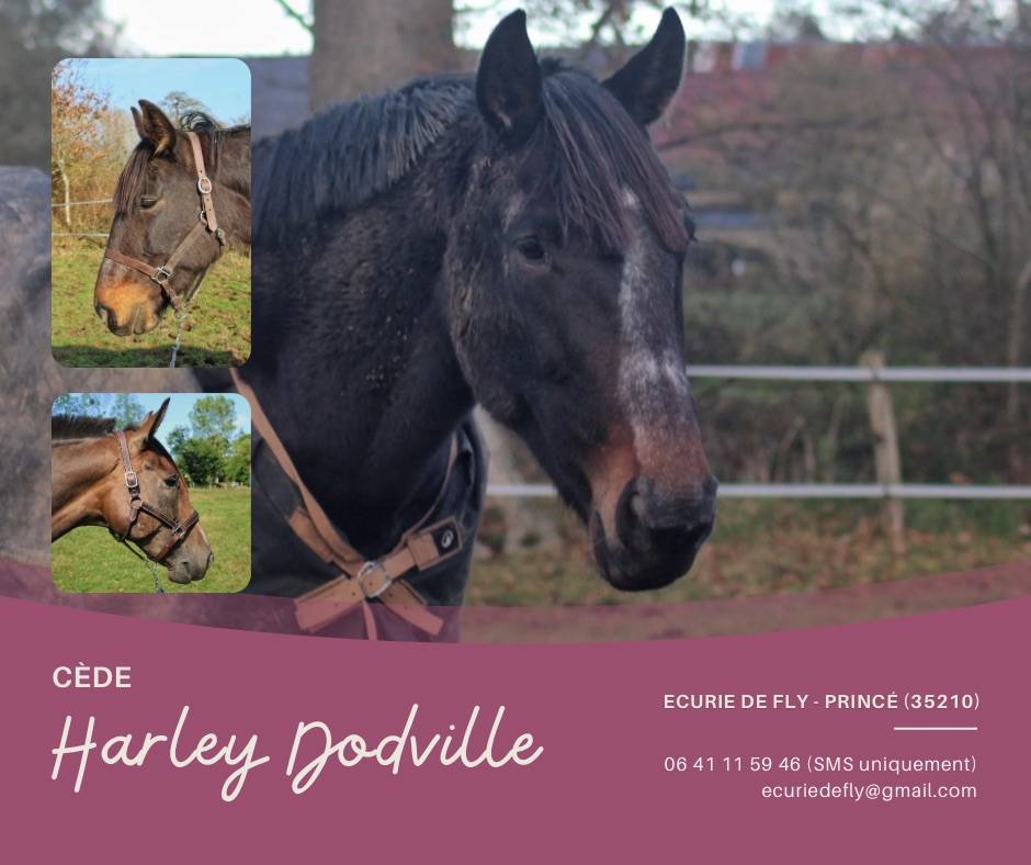 Cavalla Trottatore Francese In vendita 2017 Nero