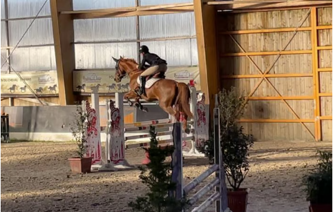 Cavalla Sella Francese In vendita 2016 Sauro