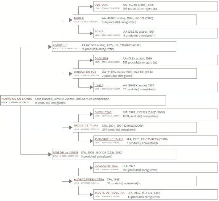 Cavalla Sella Francese In vendita 2016 Sauro