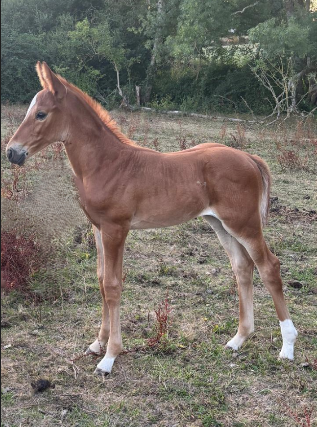 Cavalla Sella Francese In vendita 2016 Sauro