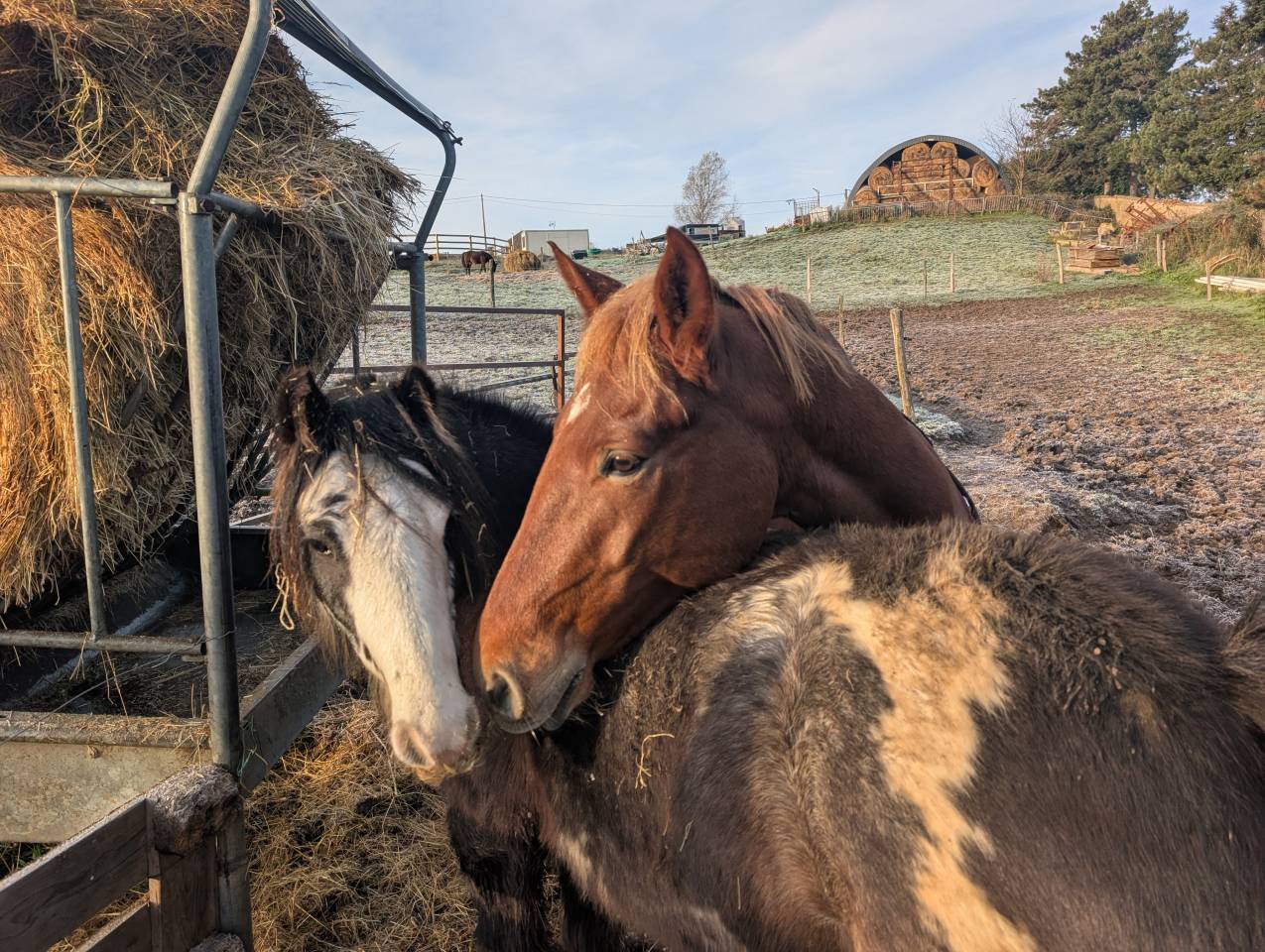 Castrone Origine non conosciuta  In vendita 2020 Sauro