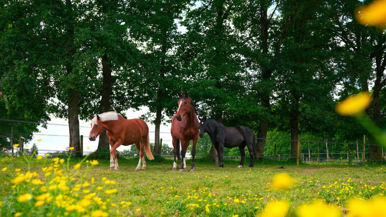 Propriet&agrave; equestre In vendita Loire-Atlantique