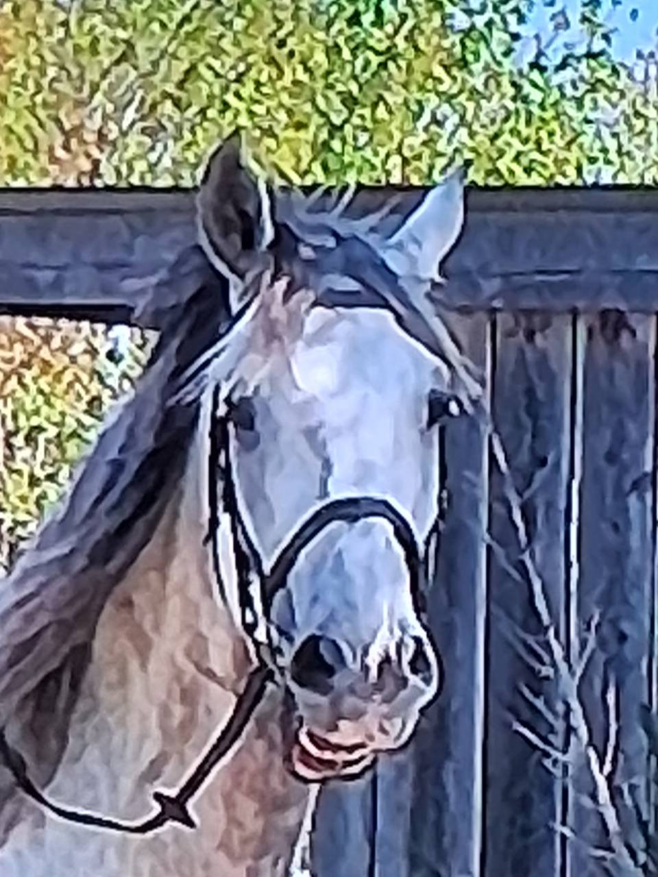 Castrone Lusitano In vendita 2015 Bianco ,  CANTOR JME PT