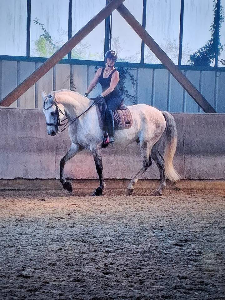 Castrone Lusitano In vendita 2015 Bianco ,  CANTOR JME PT