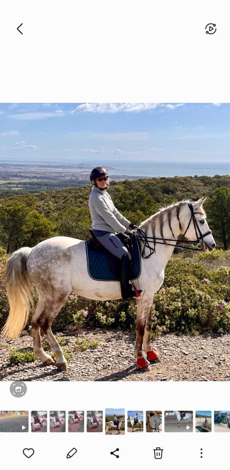 Castrone Lusitano In vendita 2015 Bianco ,  CANTOR JME PT