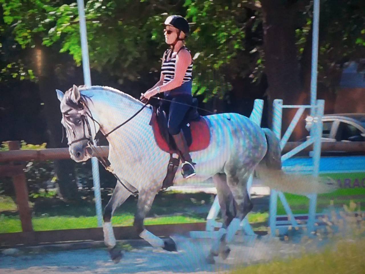 Castrone Lusitano In vendita 2015 Bianco ,  CANTOR JME PT