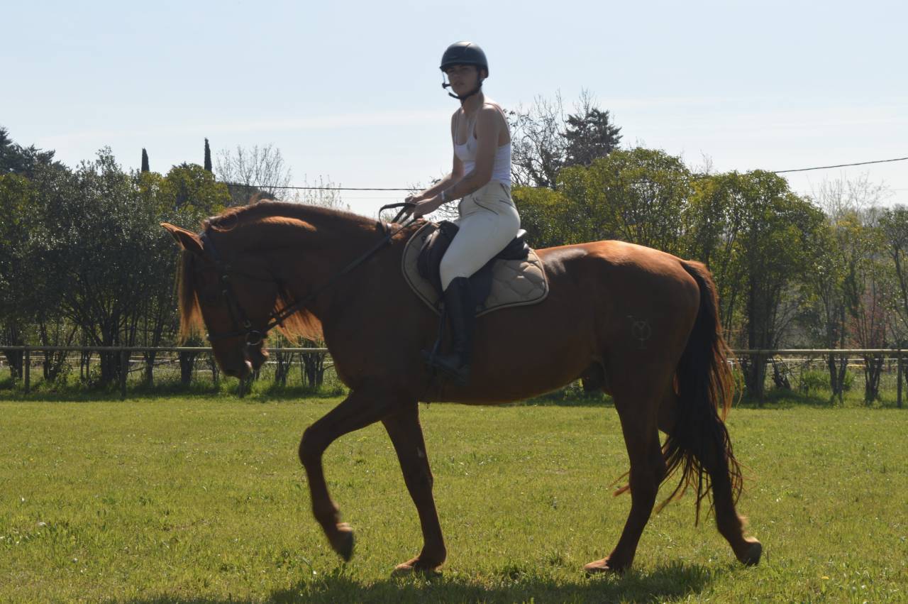 Intero PRE Andaluso In vendita 2021 Sauro ,  Maximo Onix (Palomino &mdash; 2017)