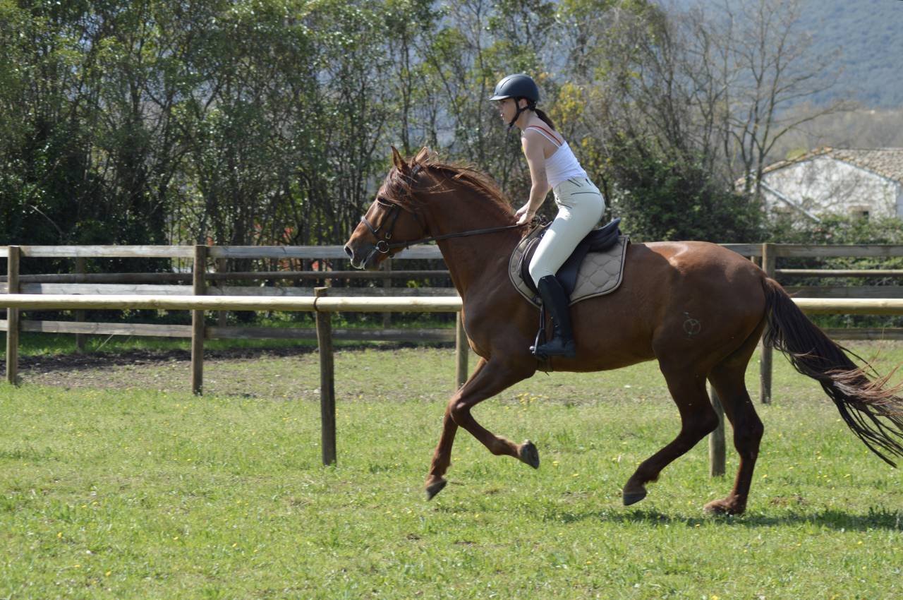 Intero PRE Andaluso In vendita 2021 Sauro ,  Maximo Onix (Palomino &mdash; 2017)