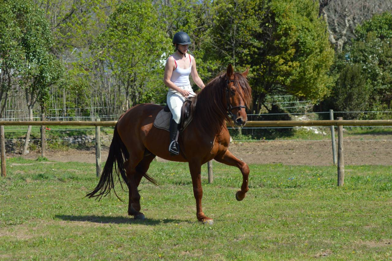 Intero PRE Andaluso In vendita 2021 Sauro ,  Maximo Onix (Palomino &mdash; 2017)